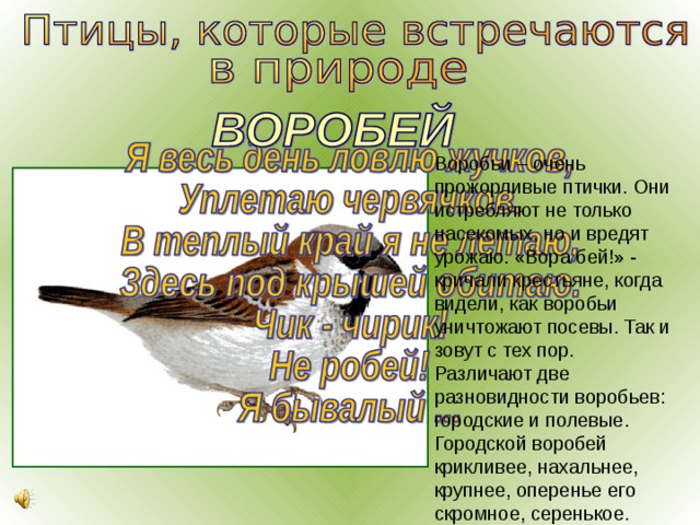 Воробьи – очень прожорливые птички. Они истребляют не только насекомых, но и вредят урожаю. «Вора бей!» - кричали крестьяне, когда видели, как воробьи уничтожают посевы. Так и зовут с тех пор. Различают две разновидности воробьев: городские и полевые. Городской воробей крикливее, нахальнее, крупнее, оперенье его скромное, серенькое. 