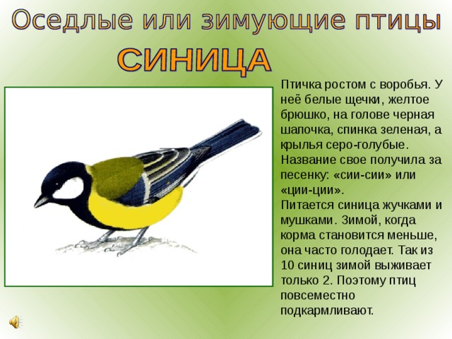 Птичка ростом с воробья. У неё белые щечки, желтое брюшко, на голове черная шапочка, спинка зеленая, а крылья серо-голубые. Название свое получила за песенку: «сии-сии» или «ции-ции». Питается синица жучками и мушками. Зимой, когда корма становится меньше, она часто голодает. Так из 10 синиц зимой выживает только 2. Поэтому птиц повсеместно подкармливают. 