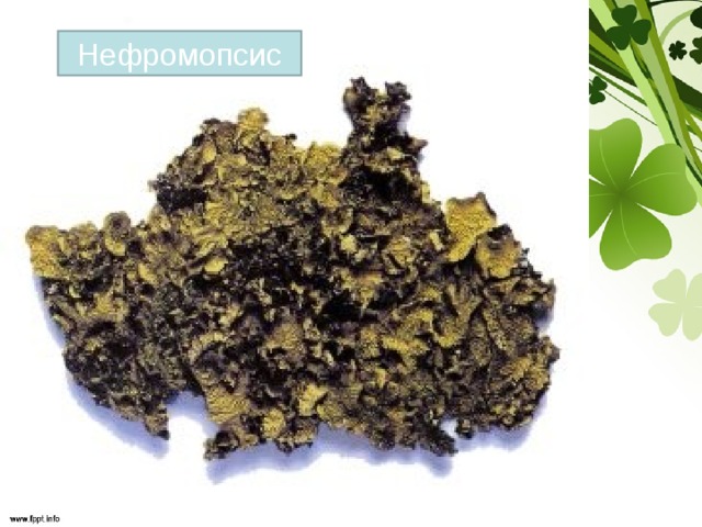 Нефромопсис 