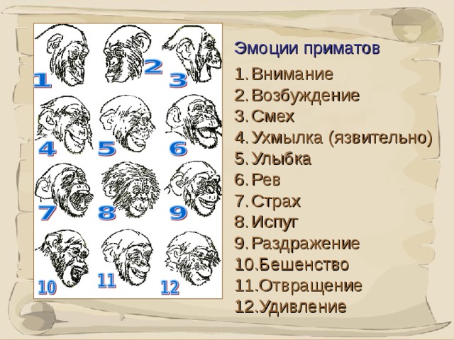 Эмоции приматов Внимание Возбуждение Смех Ухмылка (язвительно) Улыбка Рев Страх Испуг Раздражение Бешенство Отвращение Удивление   