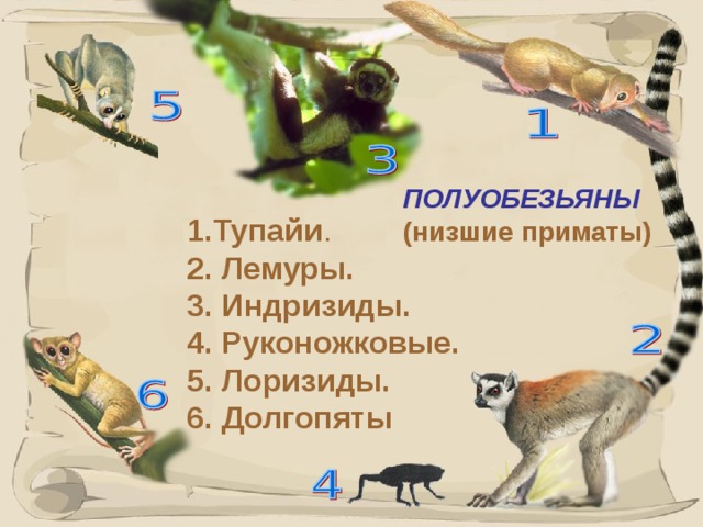 ПОЛУОБЕЗЬЯНЫ  (низшие приматы) 1.Тупайи . 2. Лемуры. 3. Индризиды. 4. Руконожковые. 5. Лоризиды. 6. Долгопяты   