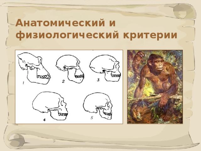 Анатомический и физиологический критерии 41 41 