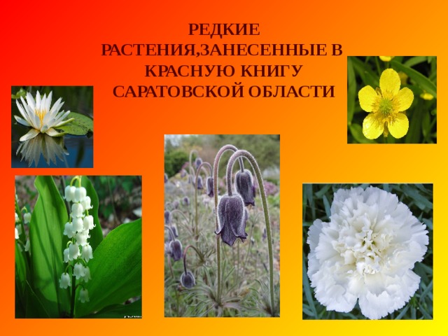 В Красную книгу Саратовской области занесено: 184 вида растений 5 видов грибов 5 видов лишайников 155 видов животных 