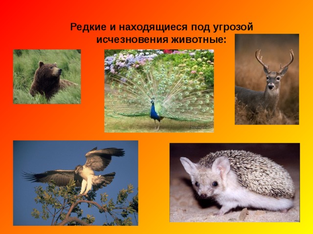 РЕДКИЕ РАСТЕНИЯ,ЗАНЕСЕННЫЕ В КРАСНУЮ КНИГУ САРАТОВСКОЙ ОБЛАСТИ 