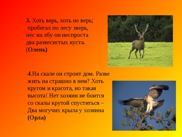 2. Серовато, зубовато, по полю рыщет , телят, ягнят ищет. ( Волк) 2. Серовато, зубовато, по полю рыщет , телят, ягнят ищет. ( Волк) Животные Красной книги - Отгадайте загадки: 1. Хозяин лесной просыпается весной,  а зимой под зимний вой, спит в берлоге под сосной. ( Медведь)  1. Хозяин лесной просыпается весной,  а зимой под зимний вой, спит в берлоге под сосной. ( Медведь)  