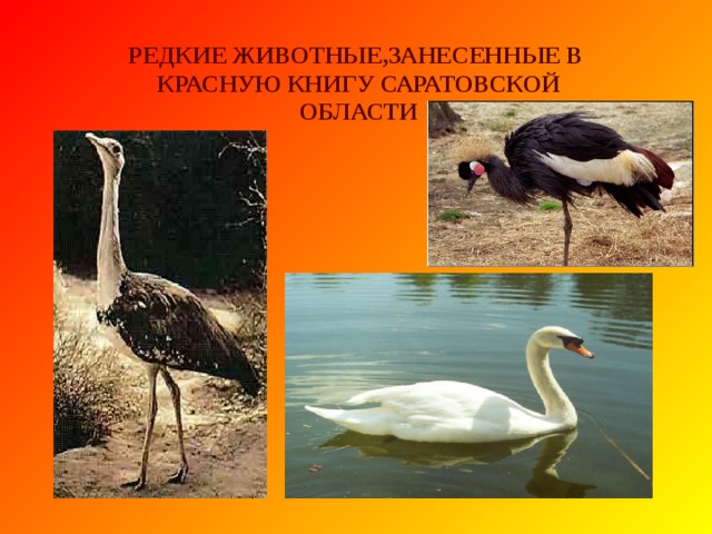 5. Из травы с зеленой кочки, раздается странный звук. Будто рядом молоточки выбивают: тук-тук-тук! Будто к наковальне встал ловкий человечек, то в траве застрекотал маленький  (Кузнечик) . Будто рядом молоточки выбивают: тук-тук-тук! Будто к наковальне встал ловкий человечек, то в траве застрекотал маленький  (Кузнечик) .  6. Есть на речках лесорубы В серебристо-бурых шубах. Из деревьев, веток, глины Строят прочные плотины. (Бобр)  6. Есть на речках лесорубы В серебристо-бурых шубах. Из деревьев, веток, глины Строят прочные плотины. (Бобр)  