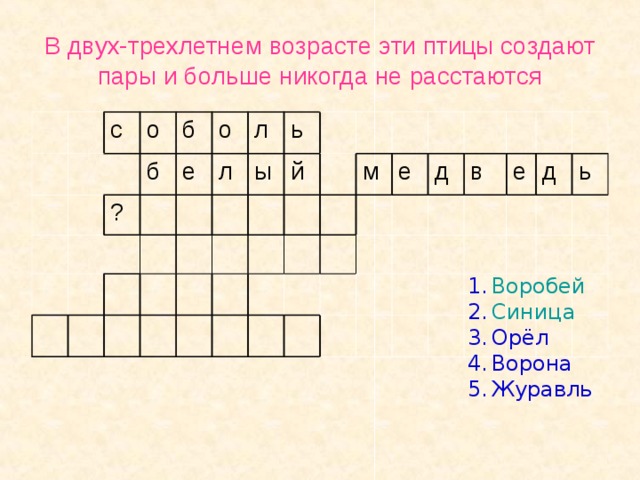Белый медведь 