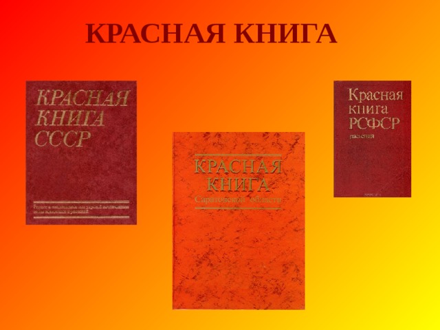 ИСТОРИЯ СОЗДАНИЯ КРАСНОЙ КНИГИ  1966 год – Международная Красная книга 1980 год – Красная книга СССР 1982 год – Красная книга РСФСР 1996 год – Красная книга Саратовской области 