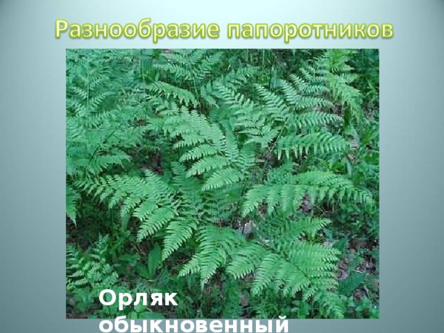 Орляк обыкновенный 