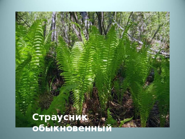 Страусник обыкновенный 