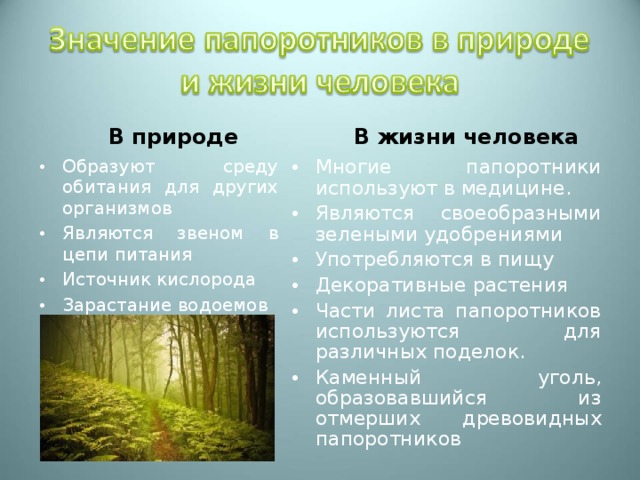 В природе В жизни человека Многие папоротники используют в медицине. Являются своеобразными зелеными удобрениями Употребляются в пищу Декоративные растения Части листа папоротников используются для различных поделок. Каменный уголь, образовавшийся из отмерших древовидных папоротников Образуют среду обитания для других организмов Являются звеном в цепи питания Источник кислорода Зарастание водоемов 