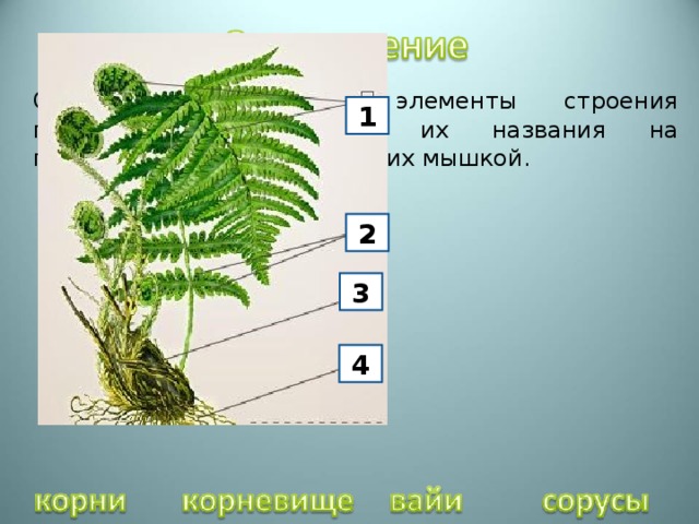 Определите основные элементы строения папоротника. Поместите их названия на правильные места, проверь их мышкой. 1 2 3 4 