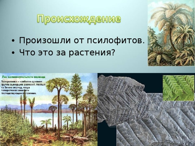 Произошли от псилофитов. Что это за растения? 