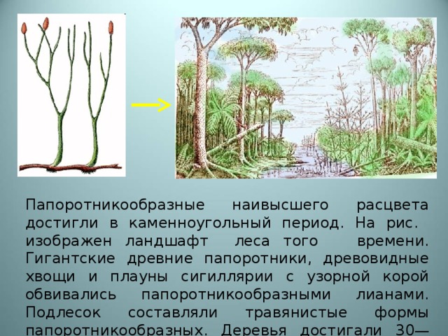 Папоротникообразные наивысшего расцвета достигли в каменноугольный период. На рис. изображен ландшафт леса того времени. Гигантские древние папоротники, древовидные хвощи и плауны сигиллярии с узорной корой обвивались папоротникообразными лианами. Подлесок составляли травянистые формы папоротникообразных. Деревья достигали 30—4ом высоты и более 2 м толщины. 