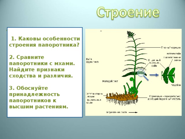 Папоротниковидные – отдел высших растений, известный с девона. В отличие от моховидных папоротники имеют проводящую ткань , доставляющую воду и питательные вещества ко всем органам. У папоротников есть хорошо развитые листья и стебель , у многих - корневище ( с придаточными корнями ), однако нет ни цветков, ни семян.  1. Каковы особенности строения папоротника?  2. Сравните папоротники с мхами. Найдите признаки сходства и различия.  3. Обоснуйте принадлежность папоротников к высшим растениям. 