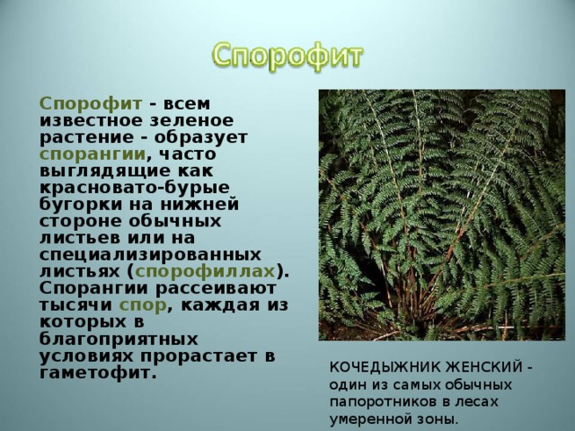  Спорофит - всем известное зеленое растение - образует спорангии , часто выглядящие как красновато-бурые бугорки на нижней стороне обычных листьев или на специализированных листьях ( спорофиллах ). Спорангии рассеивают тысячи спор , каждая из которых в благоприятных условиях прорастает в гаметофит. КОЧЕДЫЖНИК ЖЕНСКИЙ - один из самых обычных папоротников в лесах умеренной зоны. 