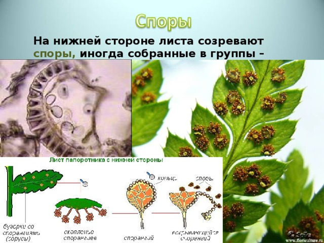  На нижней стороне листа созревают споры, иногда собранные в группы – сорусы.  