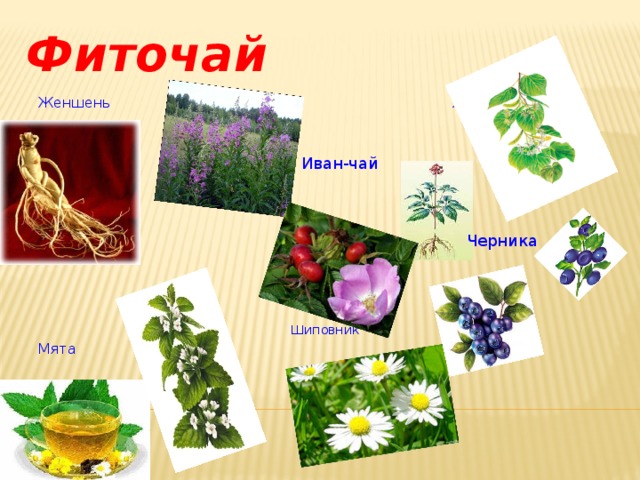 Фиточай Женшень  Липа  Шиповник Мята Иван-чай Черника 