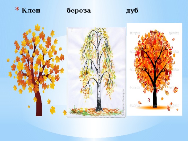 Клен береза дуб 
