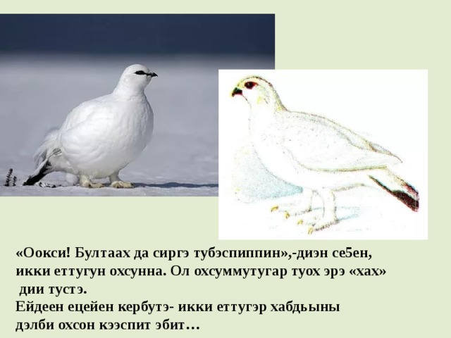 «Оокси! Бултаах да сиргэ тубэспиппин»,-диэн се5ен, икки еттугун охсунна. Ол охсуммутугар туох эрэ «хах»  дии тустэ.  Ейдеен ецейен кербутэ- икки еттугэр хабдьыны  дэлби охсон кээспит эбит… 