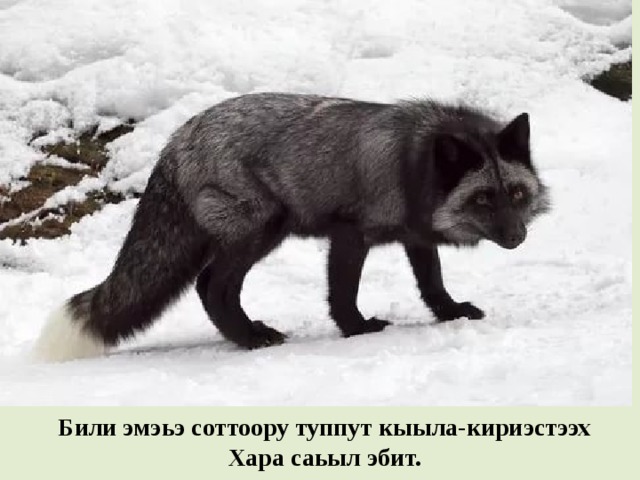 Били эмэьэ соттоору туппут кыыла-кириэстээх Хара саьыл эбит. 