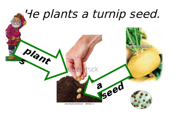 plants a seed He plants a turnip seed.  