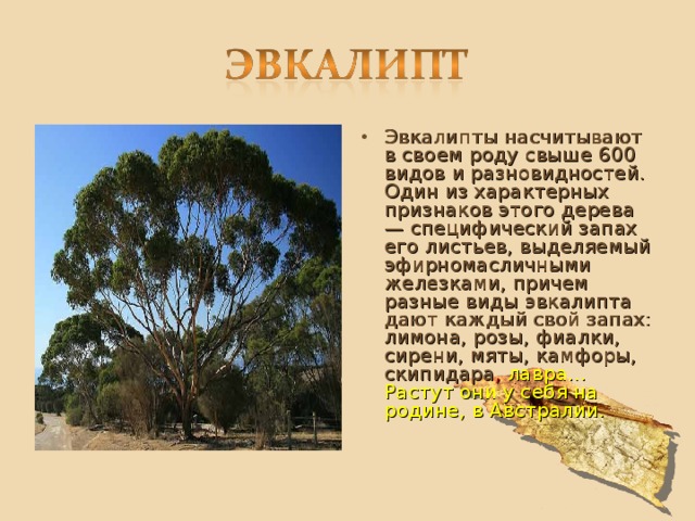 Эвкалипты насчитывают в своем роду свыше 600 видов и разновидностей. Один из характерных признаков этого дерева — специфический запах его листьев, выделяемый эфирномасличными железками, причем разные виды эвкалипта дают каждый свой запах: лимона, розы, фиалки, сирени, мяты, камфоры, скипидара , лавра... Растут они у себя на родине, в Австралии. 