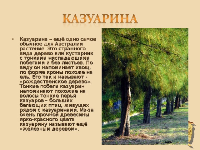 Казуарина – ещё одно самое обычное для Австралии растение. Это странного вида дерево или кустарник с тонкими ниспадающими побегами и без листьев. По виду он напоминает хвощ, по форме кроны похоже на ель. Его так и называют - «рождественское дерево». Тонкие побеги казуарин напоминают похожие на волосы тонкие перья казуаров – больших бегающих птиц, живущих рядом с казуаринами. Из-за очень прочной древесины ярко-красного цвета казуарину называют ещё «железным деревом».  