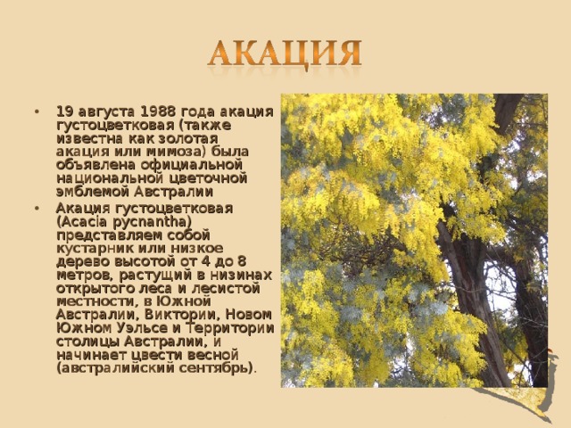 19 августа 1988 года акация густоцветковая (также известна как золотая акация или мимоза) была объявлена официальной национальной цветочной эмблемой Австралии Акация густоцветковая (Acacia pycnantha) представляем собой кустарник или низкое дерево высотой от 4 до 8 метров, растущий в низинах открытого леса и лесистой местности, в Южной Австралии, Виктории, Новом Южном Уэльсе и Территории столицы Австралии, и начинает цвести весной (австралийский сентябрь). 