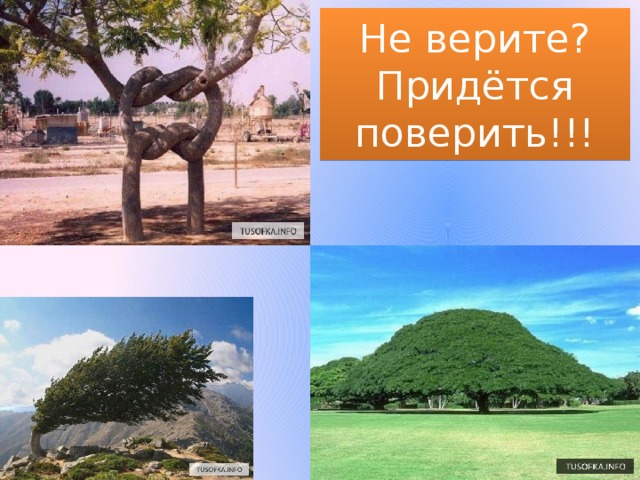 Не верите? Придётся поверить!!! 