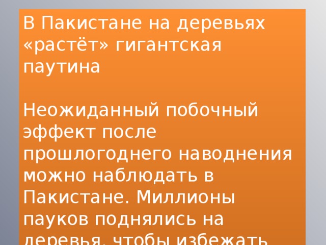 В Пакистане на деревьях «растёт» гигантская паутина   Неожиданный побочный эффект после прошлогоднего наводнения можно наблюдать в Пакистане. Миллионы пауков поднялись на деревья, чтобы избежать подъема уровня воды. 