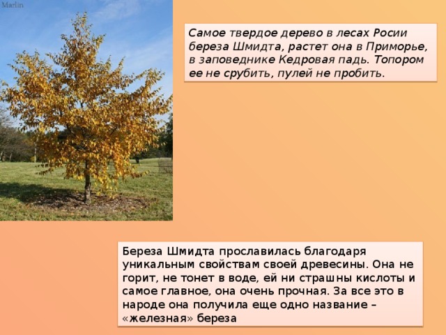 Самое твердое дерево в лесах Росии береза Шмидта, растет она в Приморье, в заповеднике Кедровая падь. Топором ее не срубить, пулей не пробить. Береза Шмидта прославилась благодаря уникальным свойствам своей древесины. Она не горит, не тонет в воде, ей ни страшны кислоты и самое главное, она очень прочная. За все это в народе она получила еще одно название – «железная» береза 