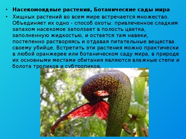Насекомоядные растения, Ботанические сады мира Хищных растений во всем мире встречается множество. Объединяет их одно - способ охоты: привлеченное сладким запахом насекомое заползает в полость цветка, заполненную жидкостью, и остается там навеки, постепенно растворяясь и отдавая питательные вещества своему убийце. Встретить эти растения можно практически в любой оранжерее или ботаническом саду мира, в природе их основными местами обитания являются влажные степи и болота тропиков и субтропиков. 