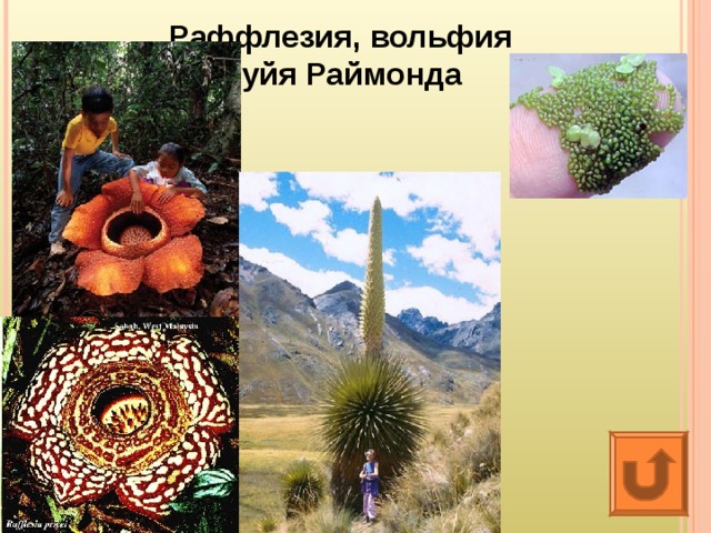 Раффлезия, вольфия Пуйя Раймонда 