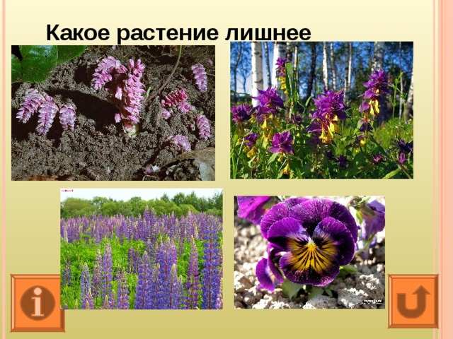 Какое растение лишнее 