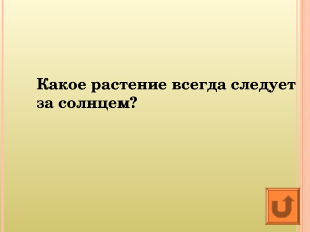 Какое растение всегда следует за солнцем? 