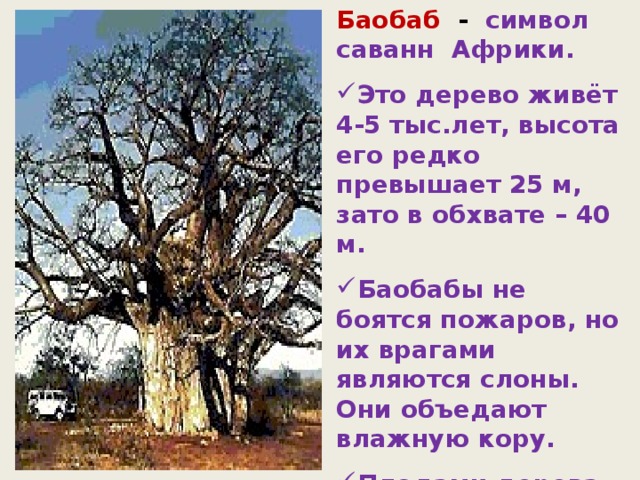 Баобаб  - символ саванн Африки. Это дерево живёт 4-5 тыс.лет, высота его редко превышает 25 м, зато в обхвате – 40 м. Баобабы не боятся пожаров, но их врагами являются слоны. Они объедают влажную кору. Плодами дерева лакомятся обезьяны.  