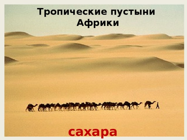 Тропические пустыни Африки сахара 