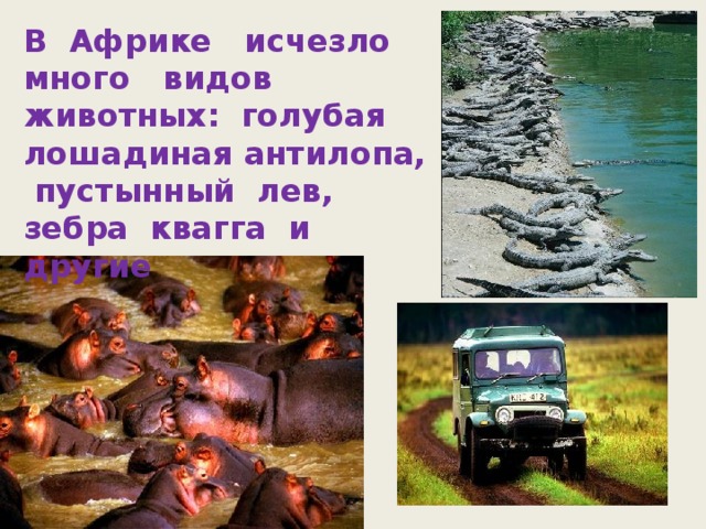 В Африке исчезло много видов животных: голубая лошадиная антилопа, пустынный лев, зебра квагга и другие 