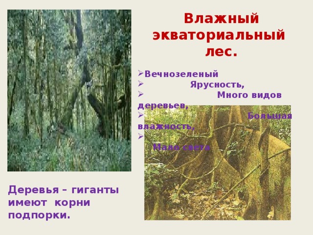 Влажный экваториальный лес. Вечнозеленый  Ярусность,  Много видов деревьев,  Большая влажность,  Мало света  Деревья – гиганты имеют корни подпорки. 