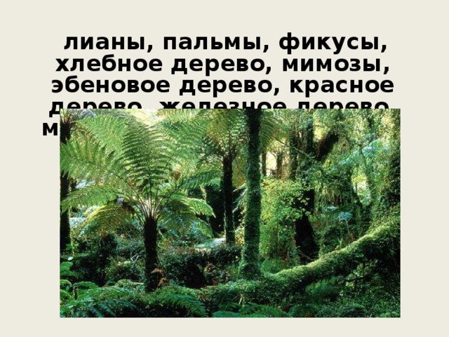  лианы, пальмы, фикусы, хлебное дерево, мимозы, эбеновое дерево, красное дерево, железное дерево, масличная пальма, бананы 