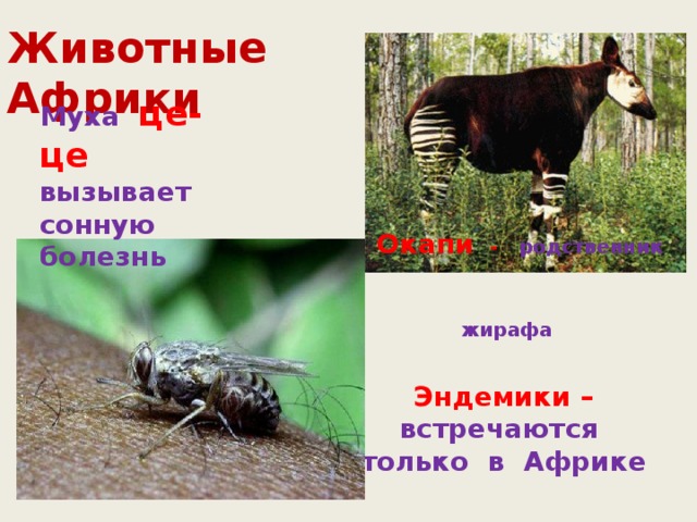 Животные Африки Муха  це-це вызывает сонную болезнь  Окапи - родственник жирафа  Эндемики –  встречаются только в Африке 