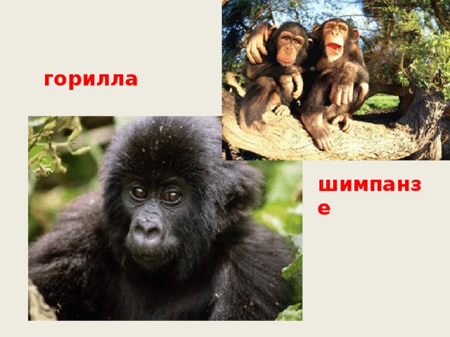 горилла шимпанзе 