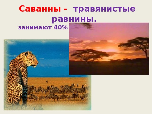 Саванны - травянистые равнины. занимают 40% площади материка 