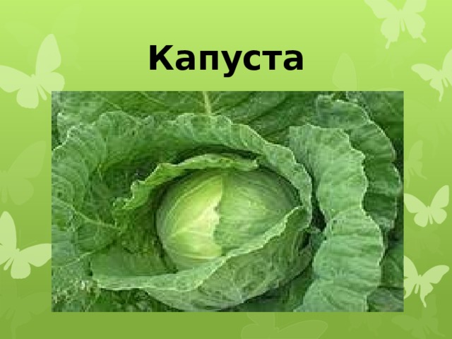 Капуста 