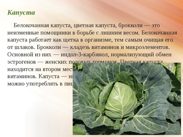 Капуста  Белокочанная капуста, цветная капуста, брокколи — это неизменные помощники в борьбе с лишним весом. Белокочанная капуста работает как щетка в организме, тем самым очищая его от шлаков. Брокколи — кладезь витаминов и микроэлементов. Основной из них — индол-3-карбинол, нормализующий обмен эстрогенов — женских половых гормонов. Цветная капуста находится на втором месте после брокколи по содержанию витаминов. Капуста — низкокалорийный продукт, поэтому ее можно употреблять в пищу практически без ограничений. 