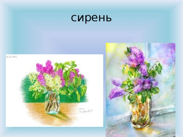 сирень 