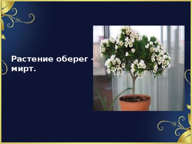 Растение оберег – мирт . 