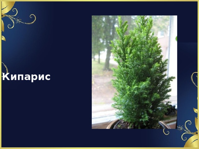 Кипарис 
