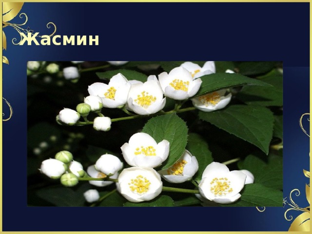   Жасмин   
